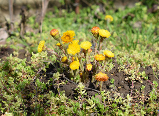 Flowering tussilago farfara, commonly known as coltsfoot.