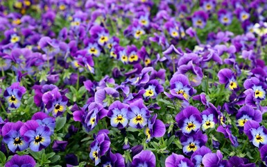 Fototapeta premium Purple and blue garden pansies in springtime. They are called also viola or violet. Background and texture, full frame.