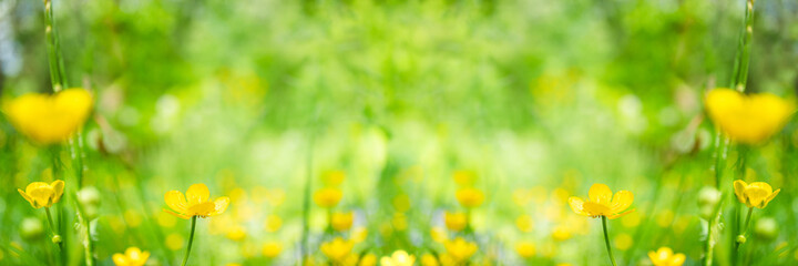 Wild flowers of buttercups and green grass in meadow in beauty in nature. Landscape summer or spring flowers wide format close up. Colorful beautiful summer flower background