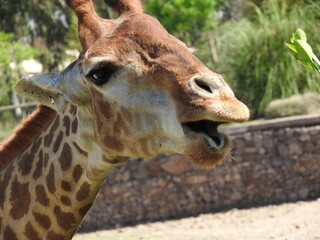 portrait of a giraffe