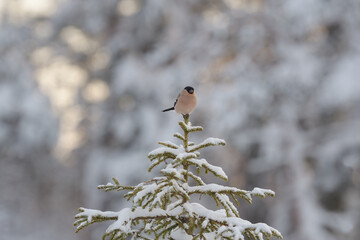 Bullfinch perched on top of spruce tree