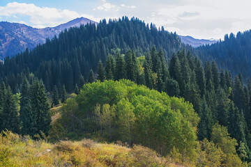 Beautiful landscape with mountains and coniferous forest