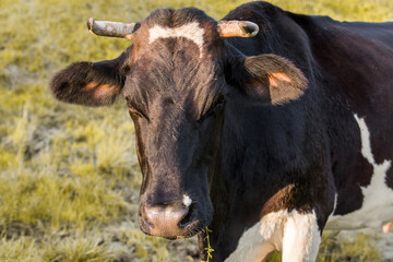 Cows graze in the meadow.