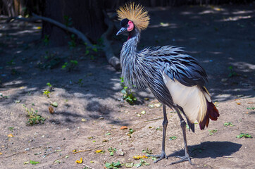 A closeup shot of a beautiful Eastern crowned crane © Dmitriy