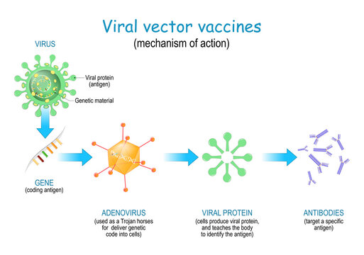 Viral vector vaccines