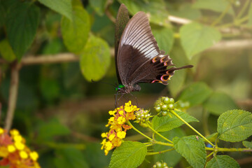 Beautiful butterfly on cloth of gold flower  (Weeping Lantana,  Lantana camara) with ทorning sun light shining, nature summer background concept