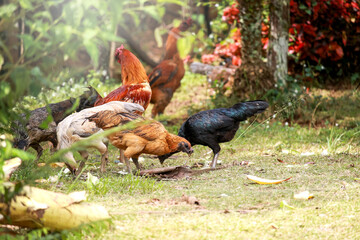 Beautiful free range Thai chickens on green grass, rustic nature on farm