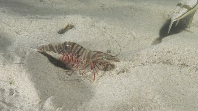 Unique underwater perspective view following a large prawn as it quickly walks along the ocean floor to the safety of some floating seaweed