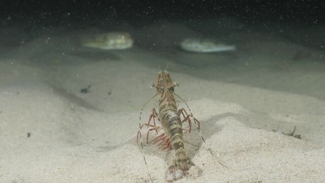 Unique underwater perspective view following a large prawn as it quickly walks along the ocean floor