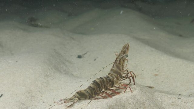 Unique underwater perspective panning view of a large prawn sitting stationary on the bottom of the ocean