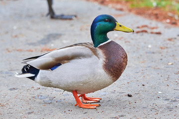 Mallard duck close-up ( Anas platyrhynchos )	