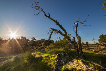 Sol e higuera en Cadalso de los Vidrios. Madrid. Espa&ntilde;a. Europa