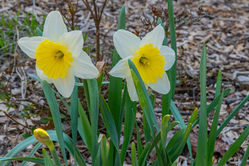 White and yellow daffodils blooming in garden in spring