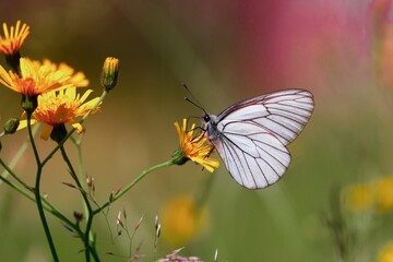 butterfly on flower