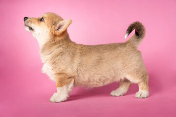Prezentacja sylwetki szczeniaka welsh pembroke corgi © nitka_zaplatana