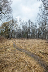 Forest landscape after winter with bare trees and land with withered grass and leaves.