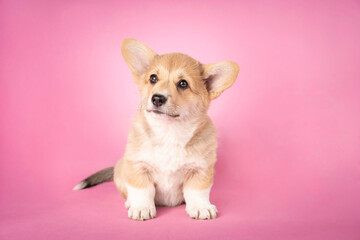 Szczeniak rasy welsh pembroke corgi siedzi na różowym tle. Zdjęcie studyjne © nitka_zaplatana