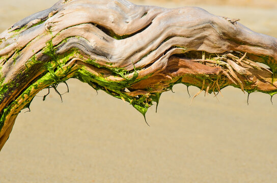 Beach Wood Texture with Green Algee