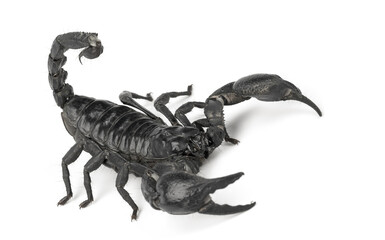 Black scorpion, isolated on white background, a strong warrior or predator, a strong coat and powerful weapons, Depth of Field.