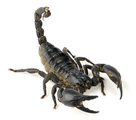 Black scorpion, isolated on white background, a strong warrior or predator, a strong coat and powerful weapons, Depth of Field.