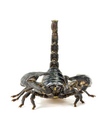 Black scorpion, isolated on white background, a strong warrior or predator, a strong coat and powerful weapons, Depth of Field.