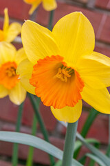 Closeup of yellow and orange daffodil flower blooming in spring in garden
