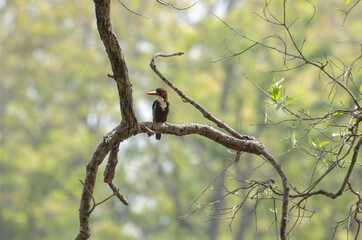 White throated kingfisher bird perched on a branch 