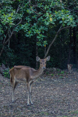 Wild deer roaming at the forest at Handeleum Island, Banten, Indonesia