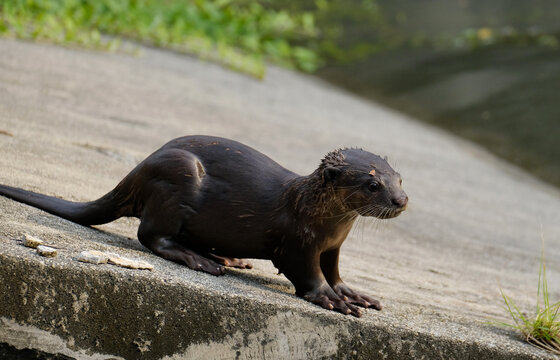 Otter Bilder Durchsuchen 45,910 Archivfotos, und