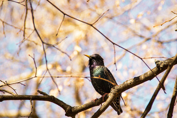A beautiful bright bird sits on a tree. Bird and spring