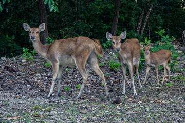 Naklejka na ściany i meble Wild deers roaming at the forest at Handeleum Island, Banten, Indonesia