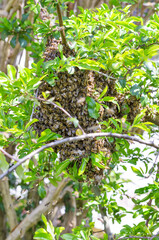 Swarm of bees on a tree branch in spring. Swarming honey bees on a fruit tree branch, after splitting in a distinct honey bee colony. Natural reproduction of a swarm accompanied by a queen bee. Photo.