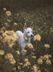 Perro entre flores