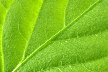 Fototapeta na wymiar Close-up part of a young green leaf of a plant.