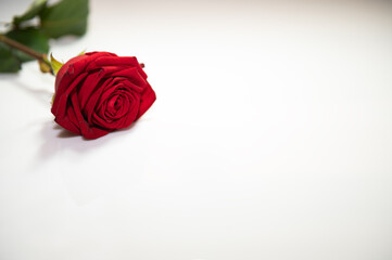 Red rose one the white background