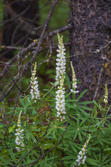 Fototapeta na wymiar White Lupines wildflowers by a tree 