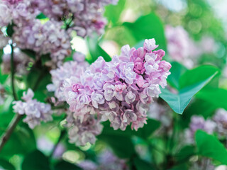 Close view of purple lilac inflorescence. Spring background.