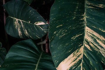 Naturalne tropikalne ciemne tło roślinne, tekstura deseń zielonych liści monstera.