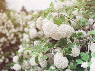 A close-up view of the branches of a tree blooming with white flowers. Spring background.