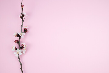 Blooming natural cherry branch on a pink background. Copy space, top view.