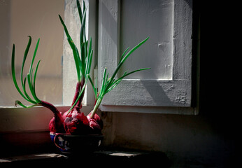 sprouted green onions on a vintage windowsill of an old Tuscan house . Home garden 