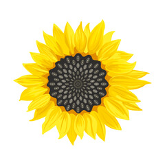 Sunflower icon isolated on white. Vector illustration in cartoon flat style.