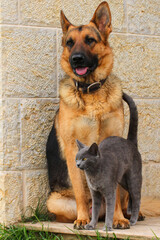 cat and dog
