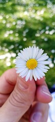 A daisy in the hand with the sunny grass in the background 