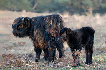 Two beautiful Highland calf cattle (Bos taurus taurus) in the forest. Veluwe in the Netherlands. Scottish highlanders in a natural  landscape. 