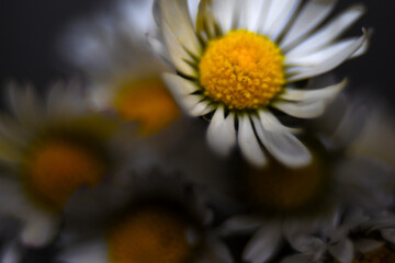 close up of daisy