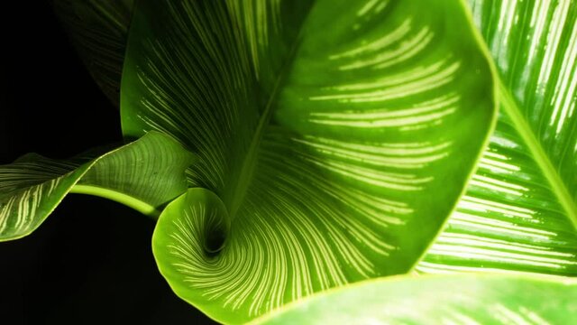 Calathea Ornata. White striped on green foliage growing and un curling, ornate house plant.