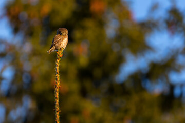 The Eurasian pygmy owl (Glaucidium passerinum) is the smallest owl in Europe.