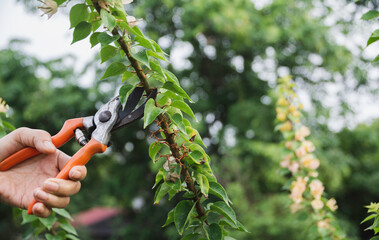 Gardener pruning trees with pruning shears on nature background.