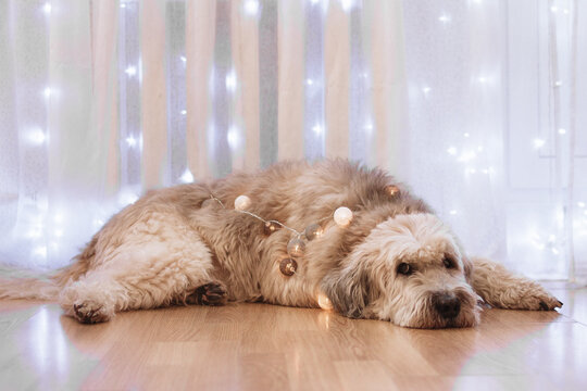 Adorable South Russian Shepherd Dog at home is lying on a floor with lights on a background of window with white curtain.